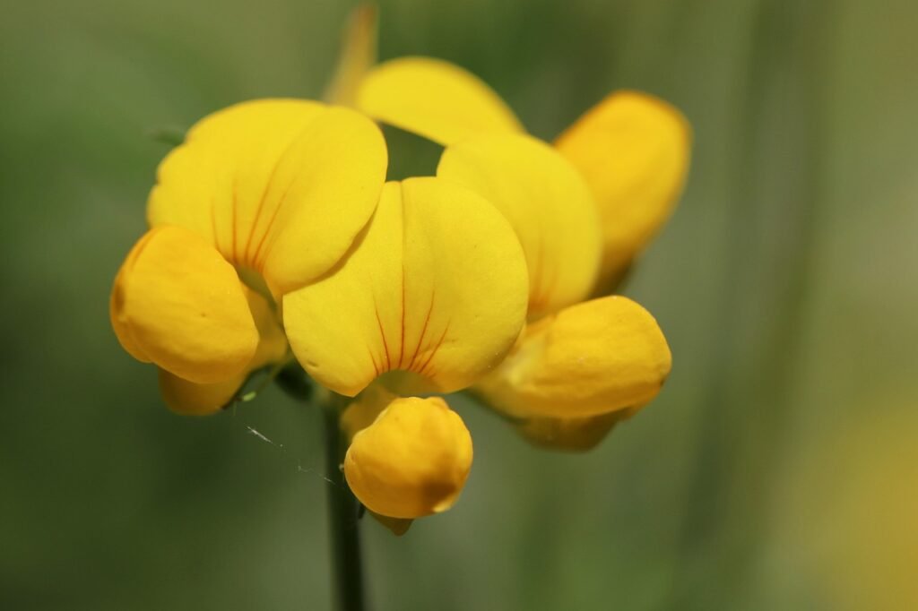 hoorn klaver, lotus corniculatus, weiden-hoorn klaver, bloesems, geel, puntige bloem, vlinders, bloeien