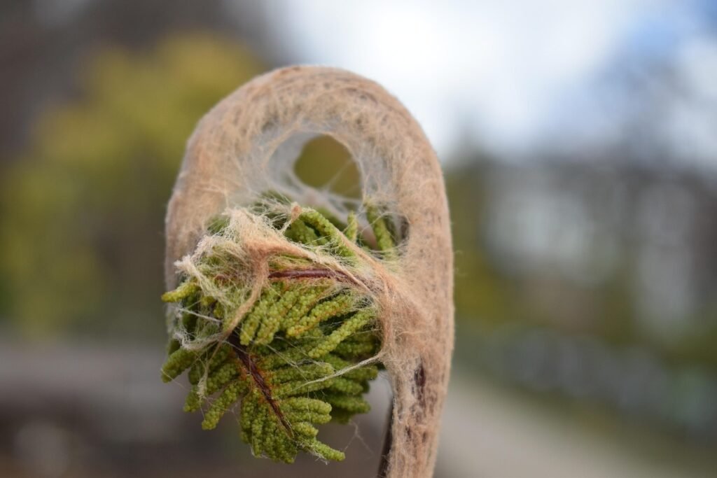 varen, zaailing, plantaardige, natuur, unfurling, detailopname, hortus leiden