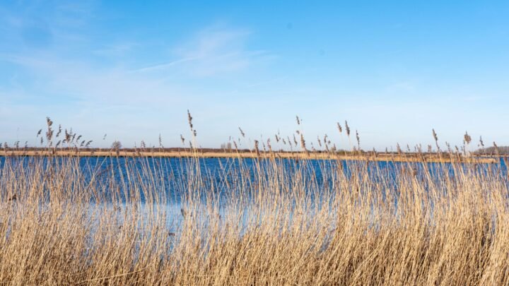 Wat je moet weten over courtship in Almere