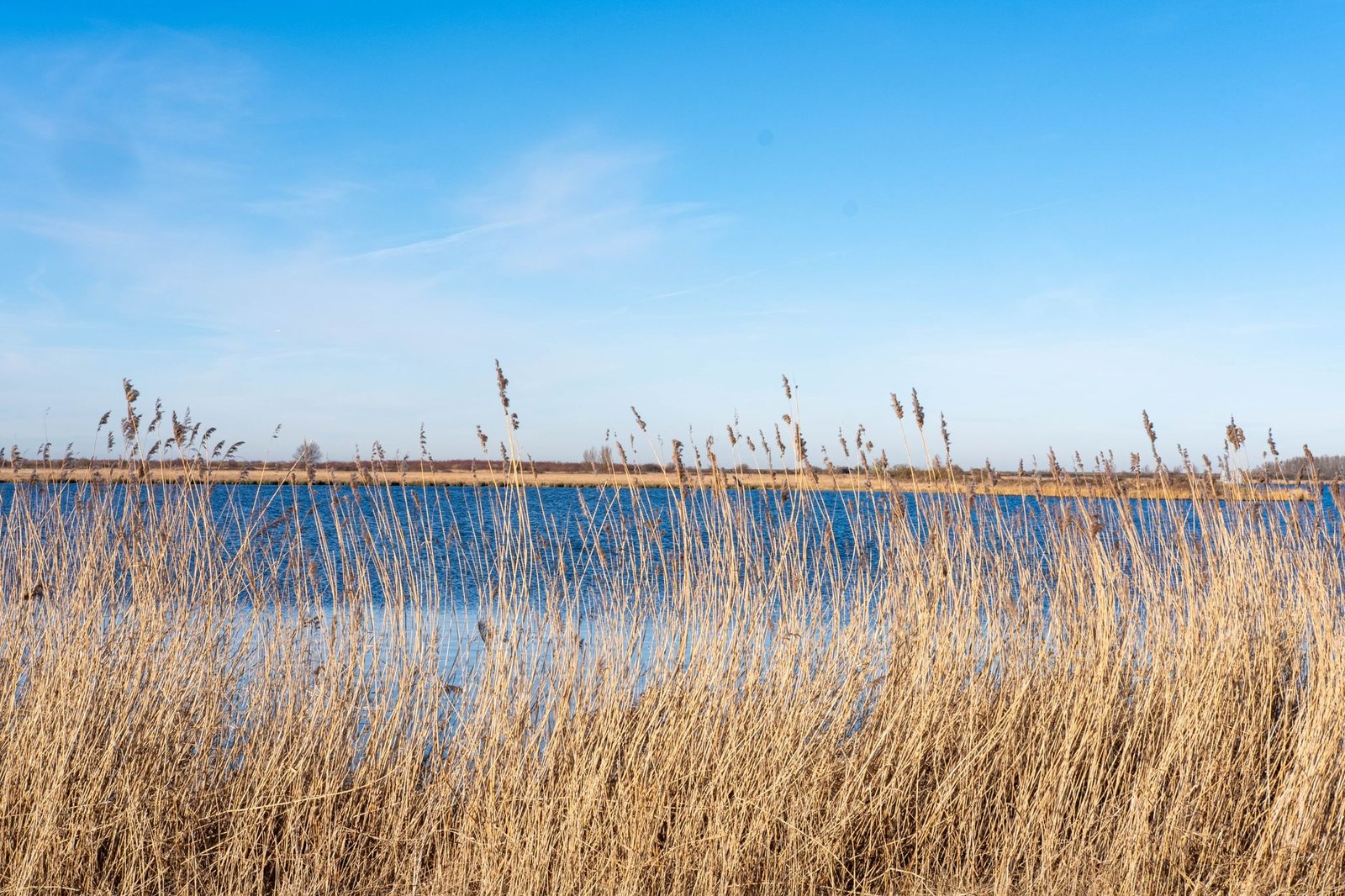 Kristalheldere lucht boven een rustige oever met hoge rietplanten in Almere, Nederland.