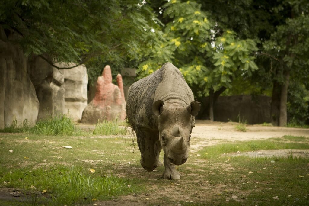 neushoorn, neushoorn in de dierentuin, rhino walking in de richting van de camera
