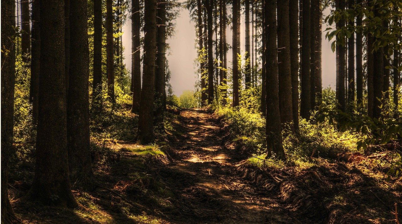 bomen, woud, bospad, zonlicht, coniferen, boomstam, natuur opname, stemming, natuur, de schaduw, van nature, verlichting stem