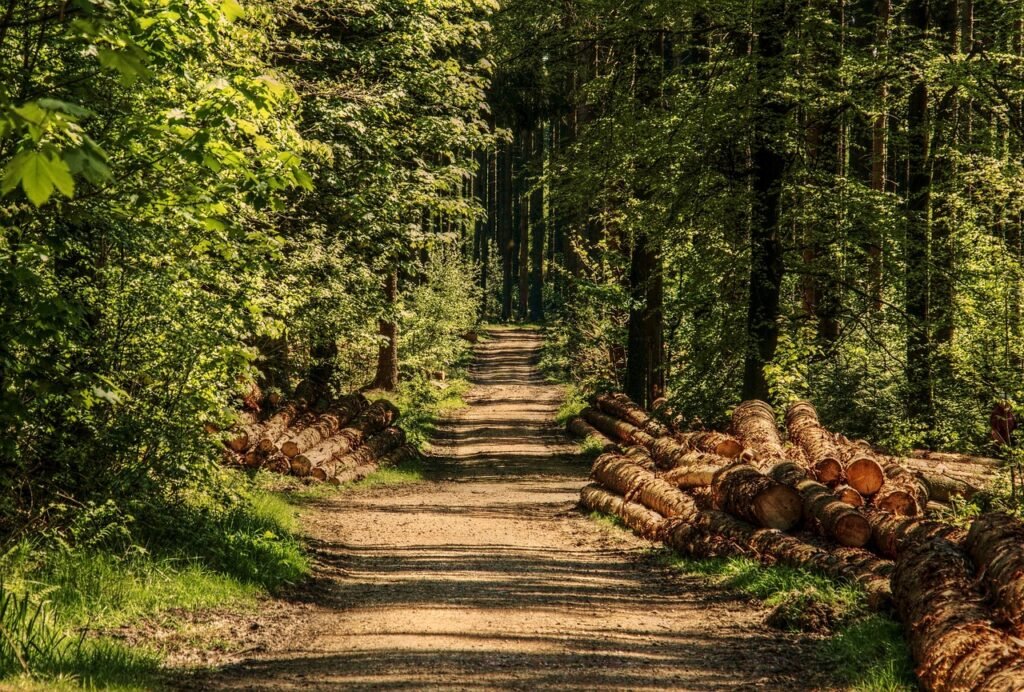 bomen, woud, bospad, zonlicht, hout, zomer, natuur, groente, boomstam, natuur opname, stemming, de schaduw, coniferen, gemeng
