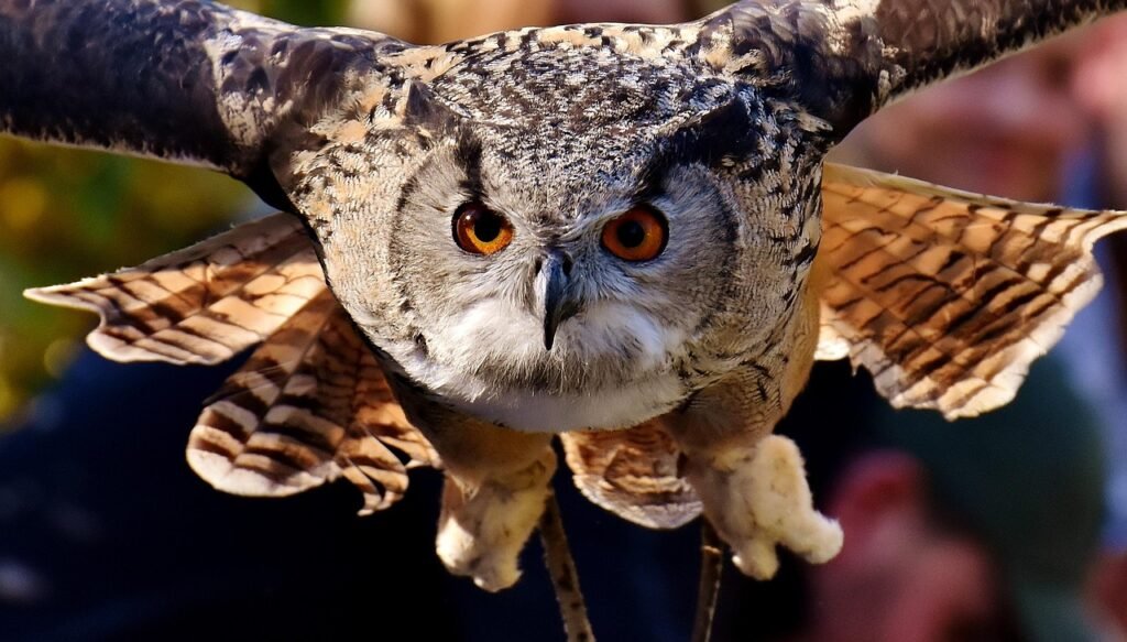 uil, natuur, roofvogel, vogel, veren, gevederte, vogels, dier, dieren in het wild, bek, pluizig, bird's eye view, tierpark he