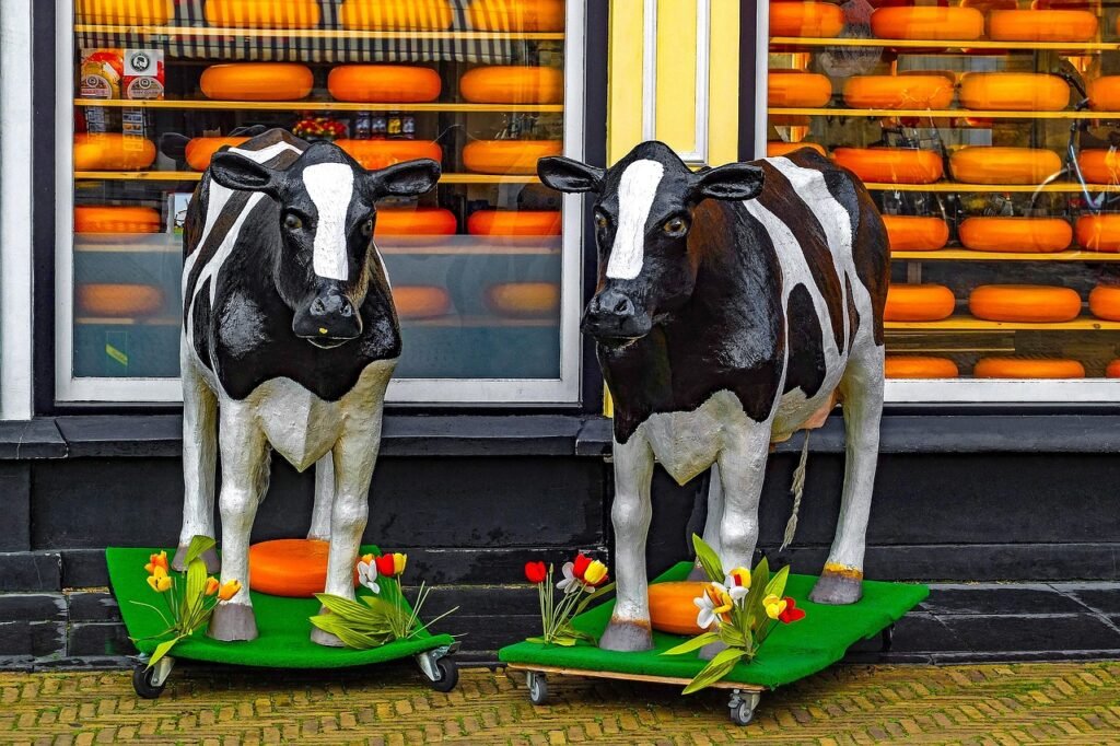 shop, store, cheese, gouda, plastic cow, food, product, netherlands, holland, europe, gouda, gouda, gouda, gouda, gouda, plas