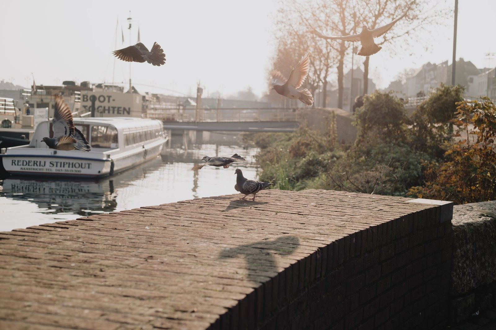 Duiven vliegen over de serene oever in Maastricht, Nederland, op een rustige ochtend.