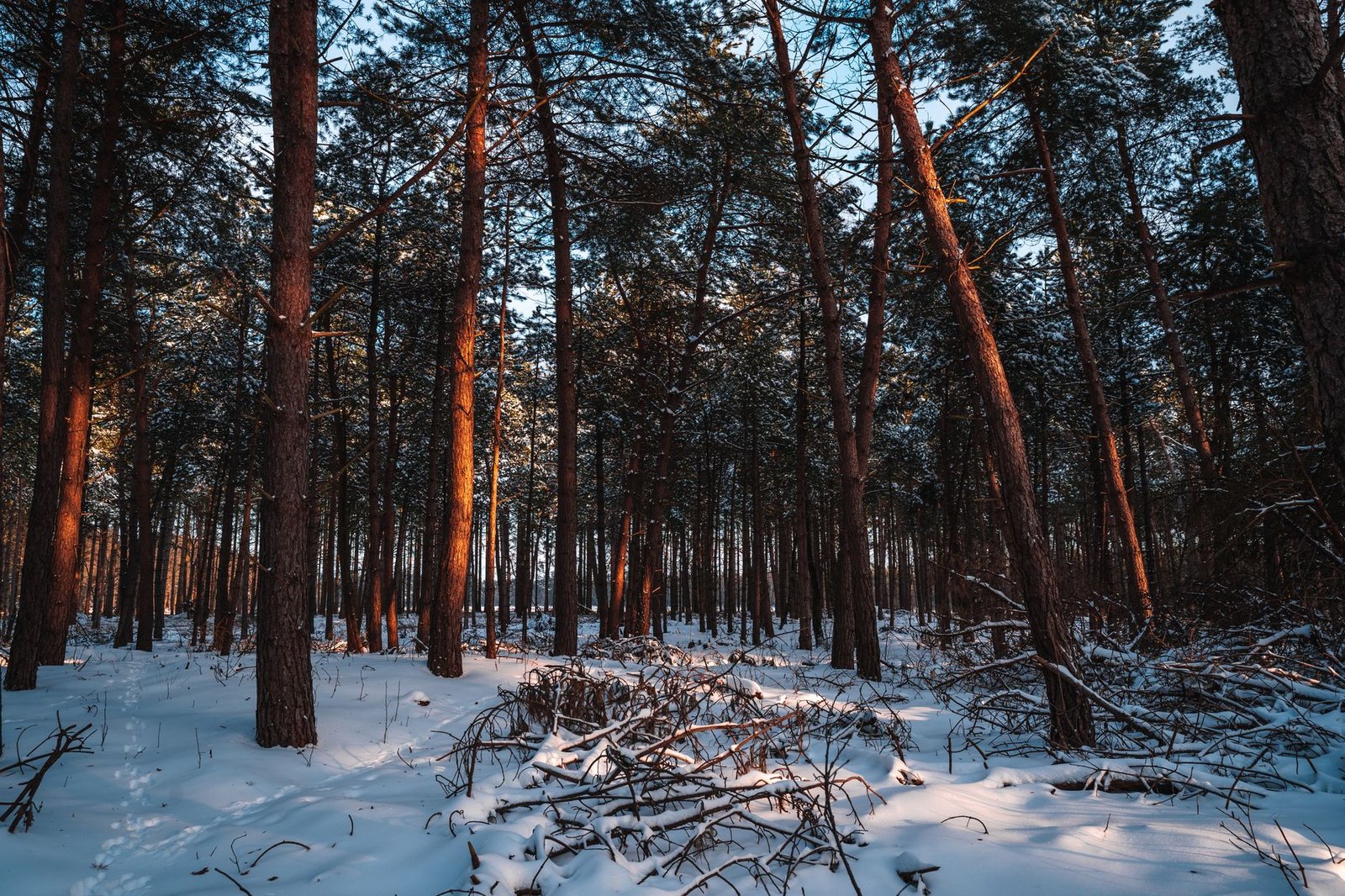 Sneeuwbedekt bos in Eindhoven, Nederland, met zonlicht dat warme tinten tijdens zonsondergang werpt.