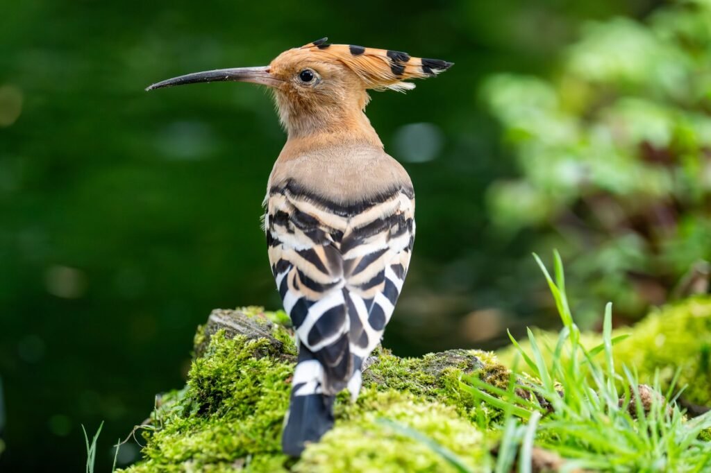 Een hop met een opvallend verenkleed staat op een met mos begroeide grond in Drenthe, Nederland.