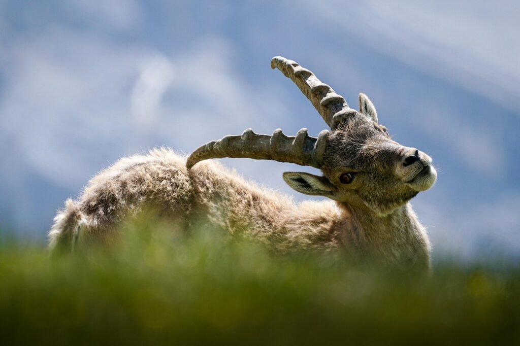 dier, steenbok, respect, zoogdier, geen jacht, natuur, hoorns, alpine, bergen, hoorn, mannelijk, capra, sterk, cuckold, wild