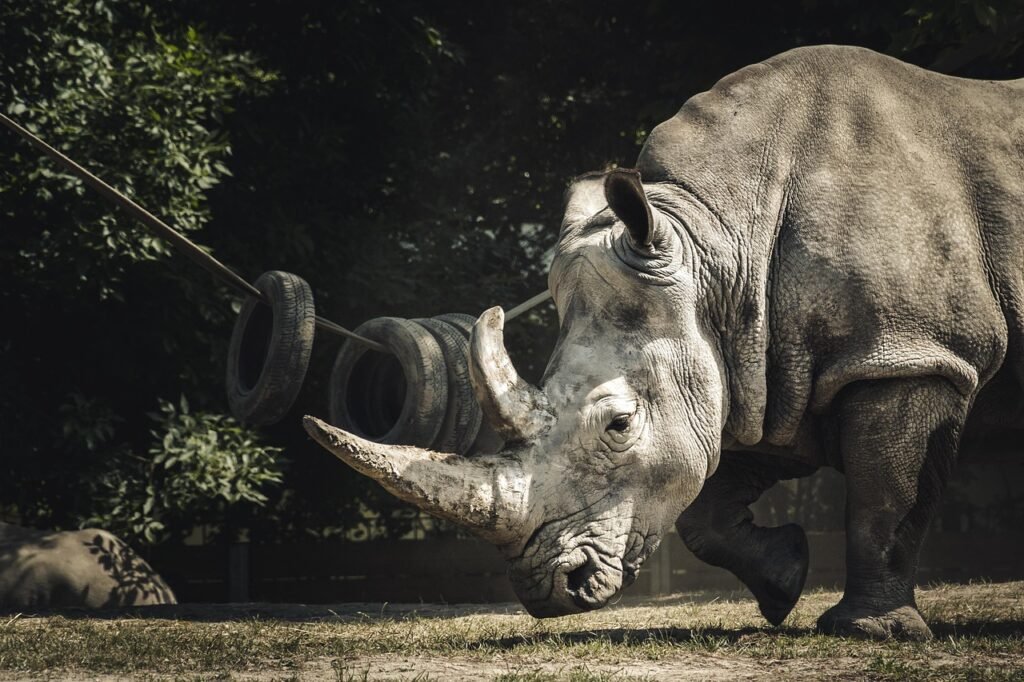 dier, neushoorn, zoogdier, hoorn, dierentuin, natuur, soort, fauna