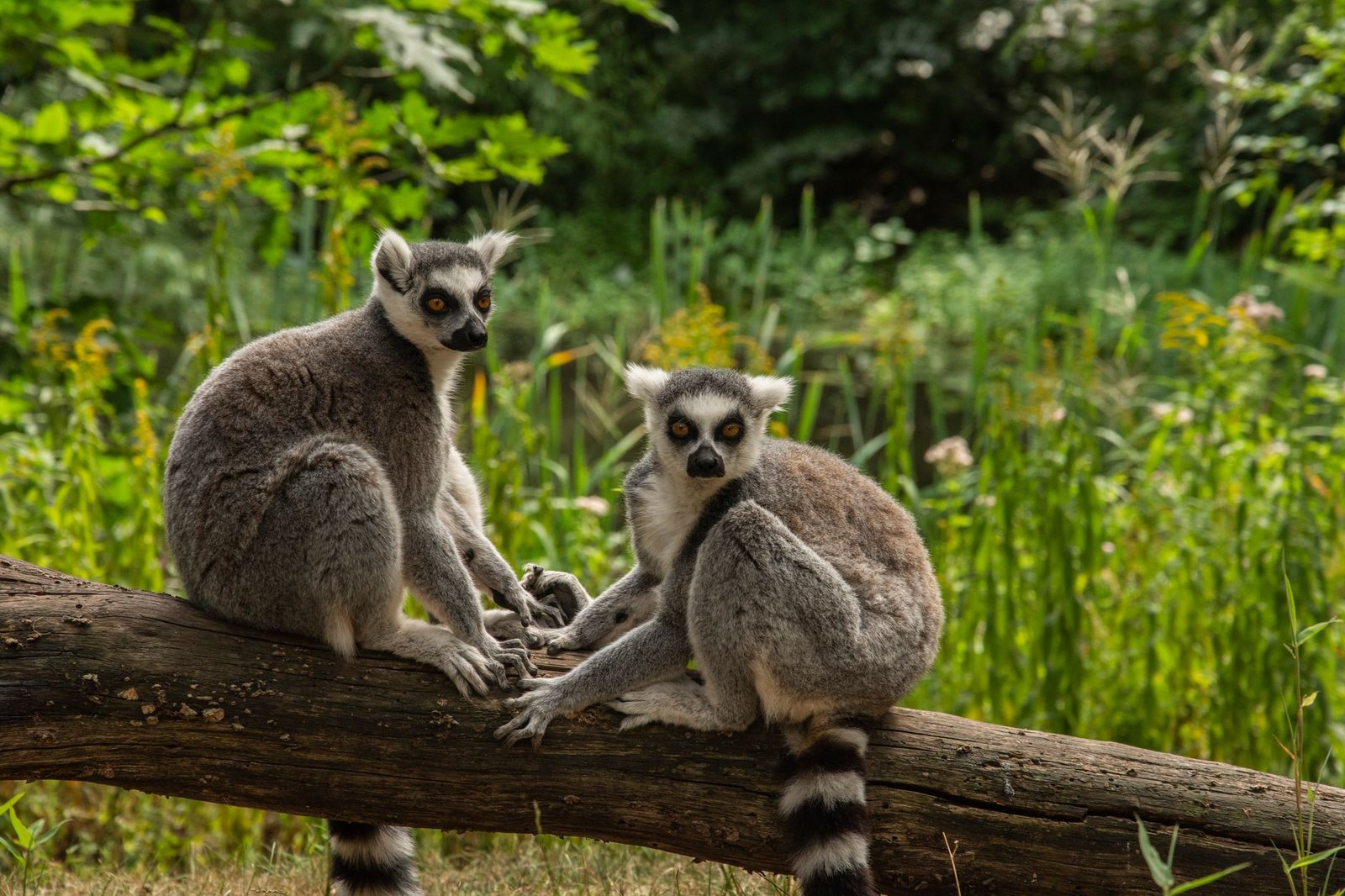 Two ring-tailed lemurs sitting on a log amidst lush greenery in Apeldoorn, Netherlands.