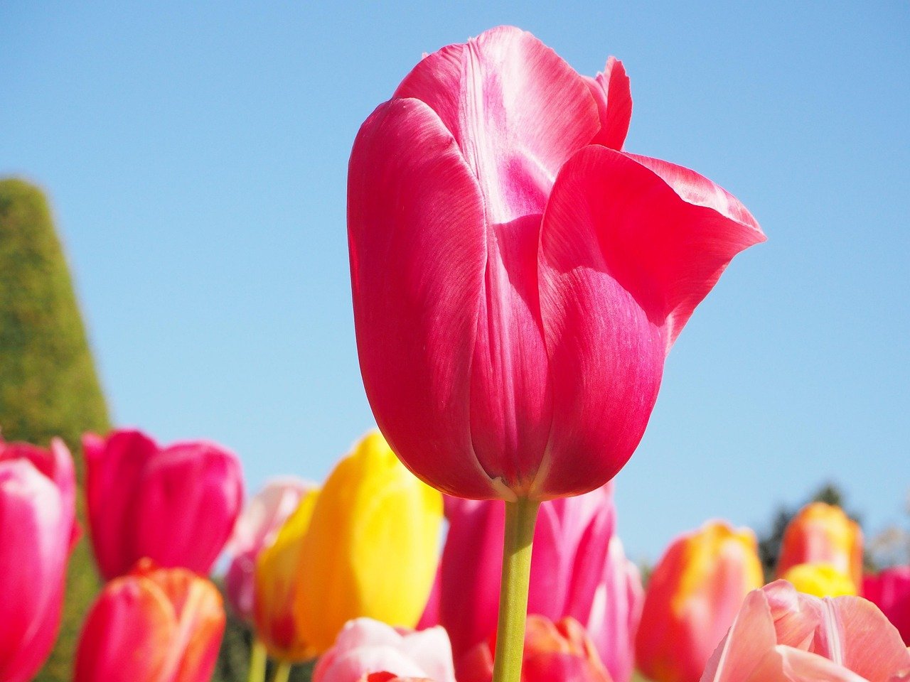 keukenhof, bloem behang, natuur, mooie bloemen, bloem achtergrond, lisse, bloemen, tulpen, netherlands