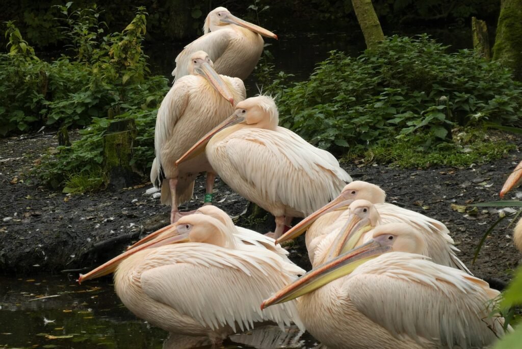 pelicans, nature, waterfowl, birds, feathers, plumage, herd, beaks, animals, avian, ornithology, zoo, aquazoo, leeuwarden, ne